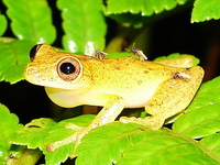 : Dendropsophus berthalutzae; Bertha's Treefrog
