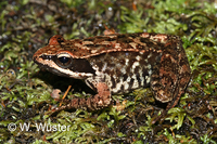 : Rana iberica; Iberian Frog