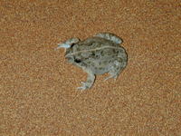 : Tomopterna cryptotis; Cryptic Sand Frog