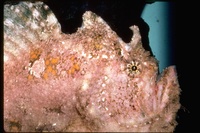 : Antennarius sp.; Anglerfish
