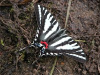 : Eurytides marcellus; Zebra Swallowtail