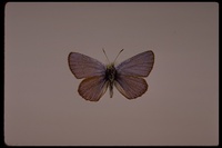 : Lycaeides idas lotis; Lotis Blue Butterfly