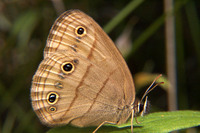 : Megisto cymela; Little Wood Satyr Butterfly