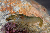 : Alpheus clamator; Twistclaw Pistol Shrimp
