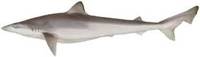 School Shark - Galeorhinus galeus