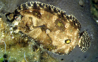 Zeugopterus regius, EckstrÃ¶m's topknot: fisheries