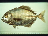 Uraspis helvola, Whitemouth jack: fisheries, gamefish