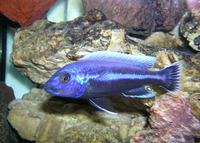 Melanochromis chipokae, : aquarium