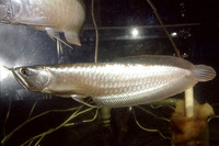 Osteoglossum bicirrhosum, Arawana: fisheries, gamefish, aquarium