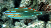 Stethojulis trilineata, Three-lined rainbowfish: fisheries, aquarium