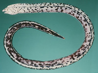 Callechelys lutea, Yellow-spotted snake eel: