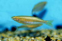 Melanotaenia gracilis, Slender rainbowfish: aquarium