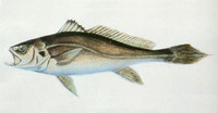 Bahaba taipingensis, Chinese bahaba: fisheries