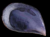 Mytilus galloprovincialis - Mediterranean Mussel