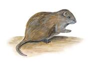 Image of: Thryonomys gregorianus (lesser cane rat)