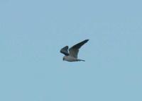 Elanus axillaris - Black-shouldered Kite