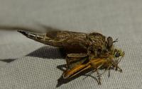 Image of: Asilidae (robber flies), Thymelicus lineola (European skipper)