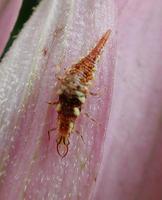 Image of: Neuroptera (lacewings and relatives)