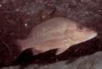 Image of: Lutjanus malabaricus (malabar blood snapper)
