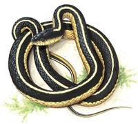 Image of: Thamnophis sirtalis (common garter snake)