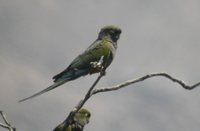 Burrowing Parrot - Cyanoliseus patagonus