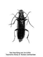 Rhagonycha transita - 꼬마산병대벌레