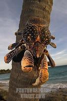 ...Tanzania , Zanzibar , Chumbe Island , Giant Coconut Crab , Birgus Latro , is the largest terrest