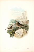 Richter after Gould Rock Pipit (Anthus obscurus)