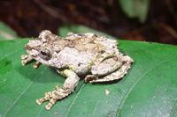 : Boophis lichenoides; Liken Treefrog