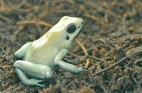 : Phyllobates terribilis; Golden Poison Frog
