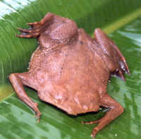 : Pipa pipa; Surinam Toad