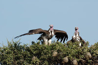 : Aegypius tracheliotus; Lappet Faced Vulture