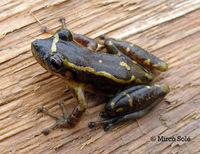 : Scinax auratus; Santa Ines Snouted Treefrog