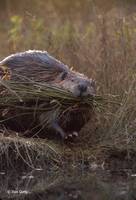 : Castor canadensis; Beaver