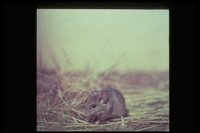 : Reithrodontomys megalotis; Western Harvest Mouse
