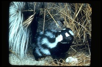 : Spilogale gracilis; Western Spotted Skunk