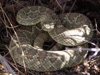 : Crotalus scutulatus scutulatus; Mojave Rattlesnake