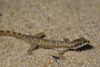 : Tropiocolotes tripolitanus; Northern Sand Gecko
