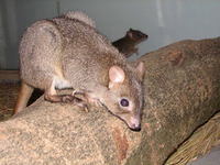 和名：フサオネズミカンガルー 学名：Bettongia penicillata 英名：brush-tailed rat-kangaroo