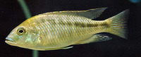 Maravichromis plagiotaenia, : aquarium