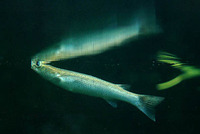 Rhinomugil corsula, Corsula: fisheries, aquaculture