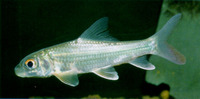 Probarbus jullieni, Isok barb: fisheries, aquaculture, gamefish