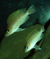 Neolamprologus caudopunctatus, : aquarium