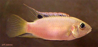 Benitochromis riomuniensis, :