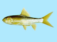 Varicorhinus alticorpus, Taiwan ku fish: