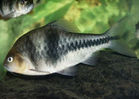 Puntius lateristriga, Spanner barb: aquarium