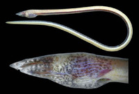 Apterichtus equatorialis, Finless eel: