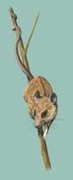 Image of: Dendromus melanotis (gray climbing mouse)