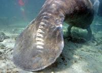 Image of: Trichechus manatus (West Indian manatee)