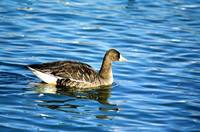 Anser albifrons - Greater White-fronted Goose